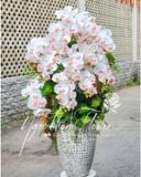 HOA LAN CHƯNG TẾT