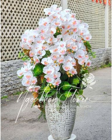 HOA LAN CHƯNG TẾT