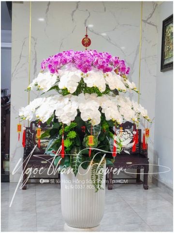 HOA LAN VẢI TẶNG TÂN GIA TPHCM