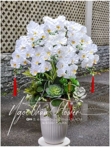 LAN HỒ ĐIỆP VẢI MÀU TRẮNG TINH KHIẾT