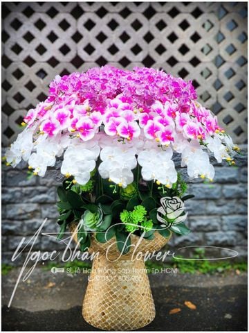 HOA LAN VẢI TẶNG SẾP