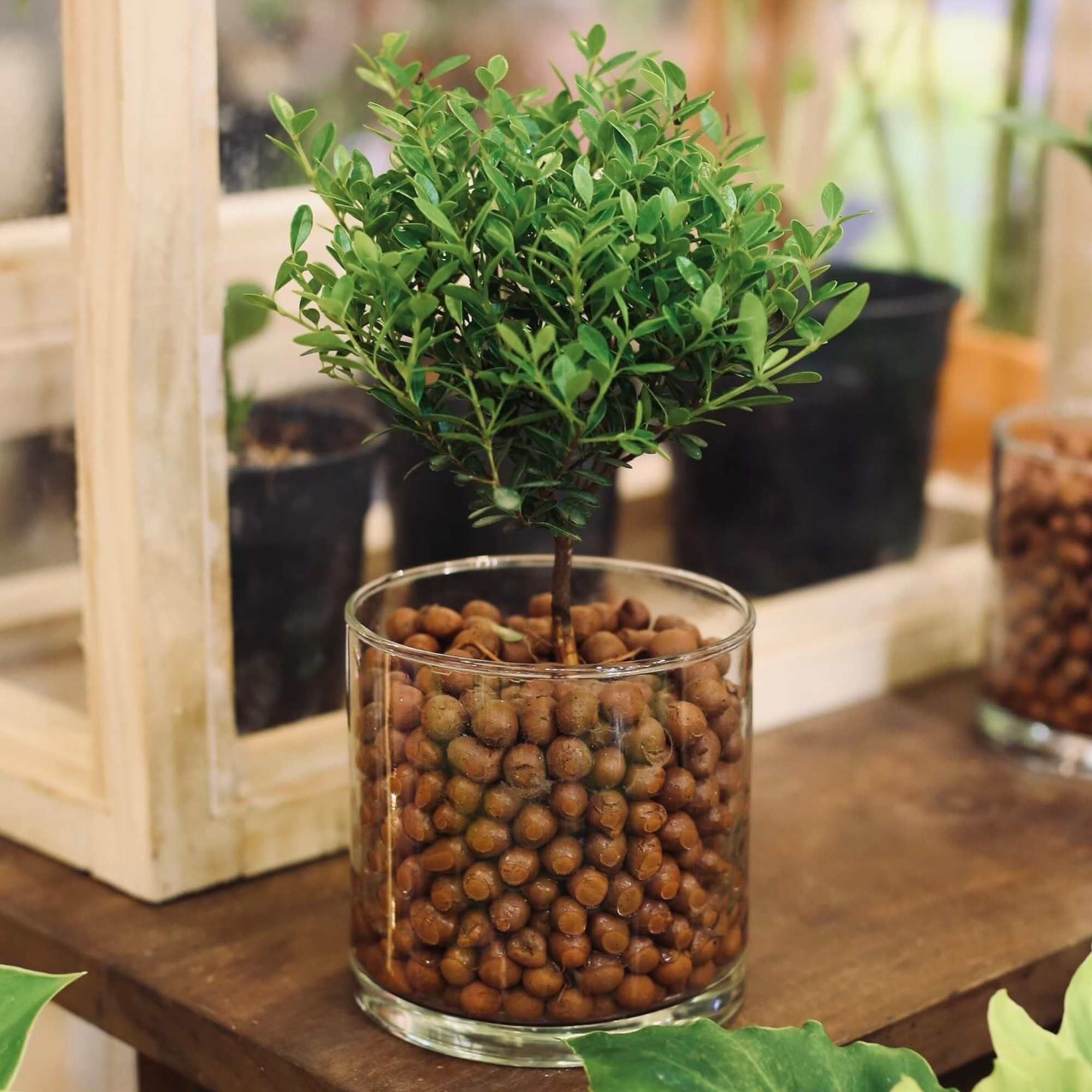  Cây Xích Nam - GIAO NỘI THÀNH TPHCM 