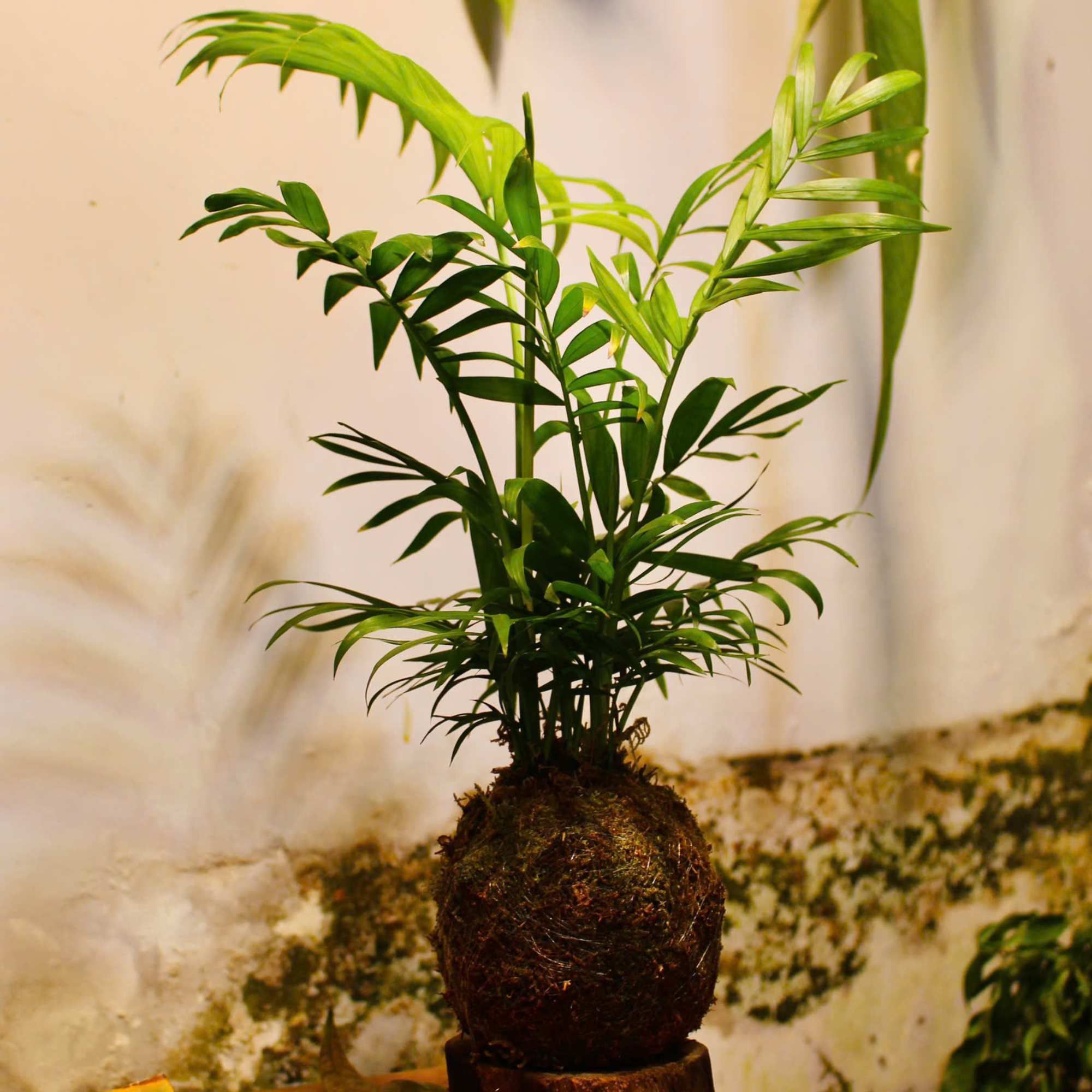  Cau Tiểu Trâm - GIAO NỘI THÀNH TPHCM 