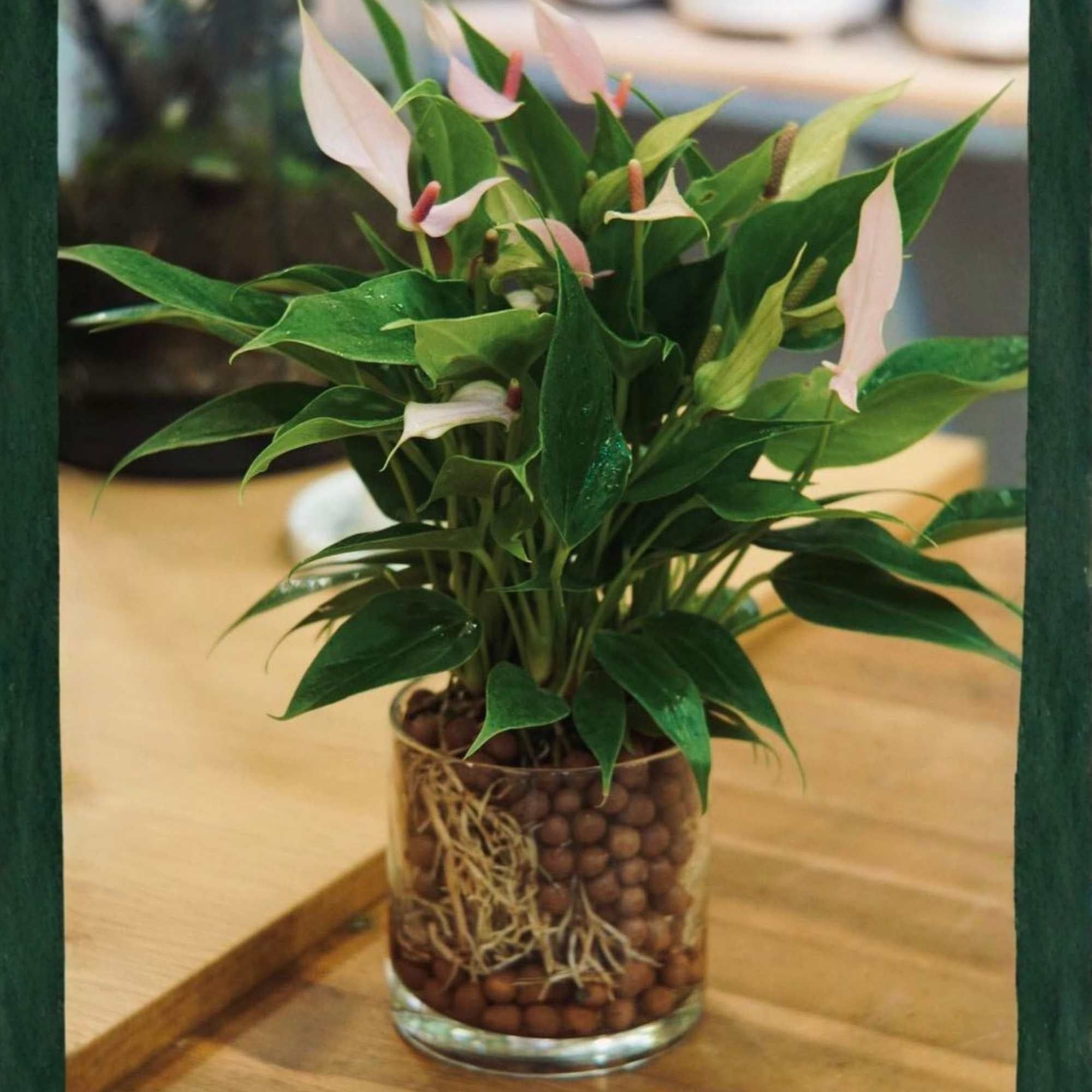  Hồng Môn Thiên Nga - GIAO NỘI THÀNH TPHCM 