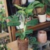 Monstera