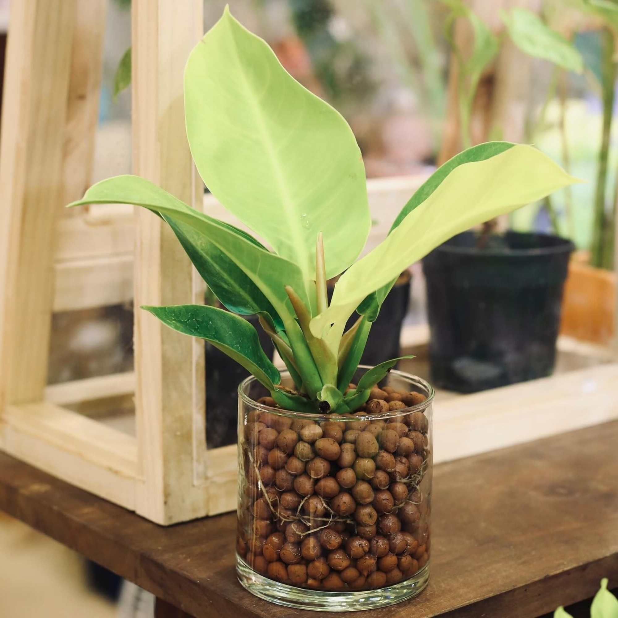  Trầu Bà Đế Vương - GIAO NỘI THÀNH TPHCM 