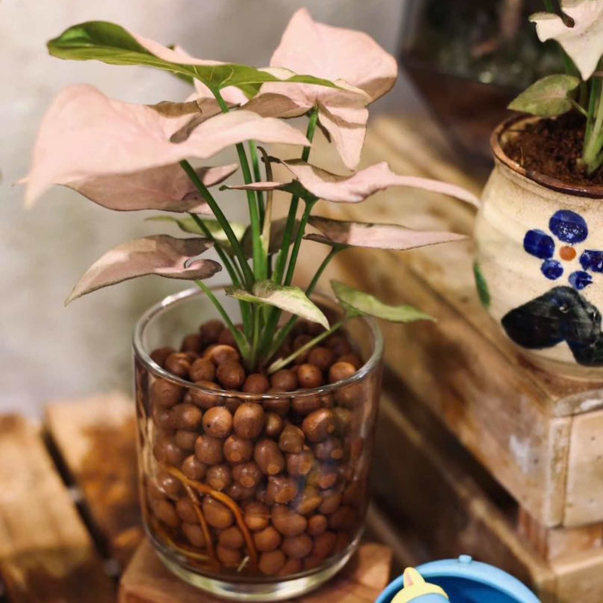  Trầu Bà Hồng - GIAO NỘI THÀNH TPHCM 