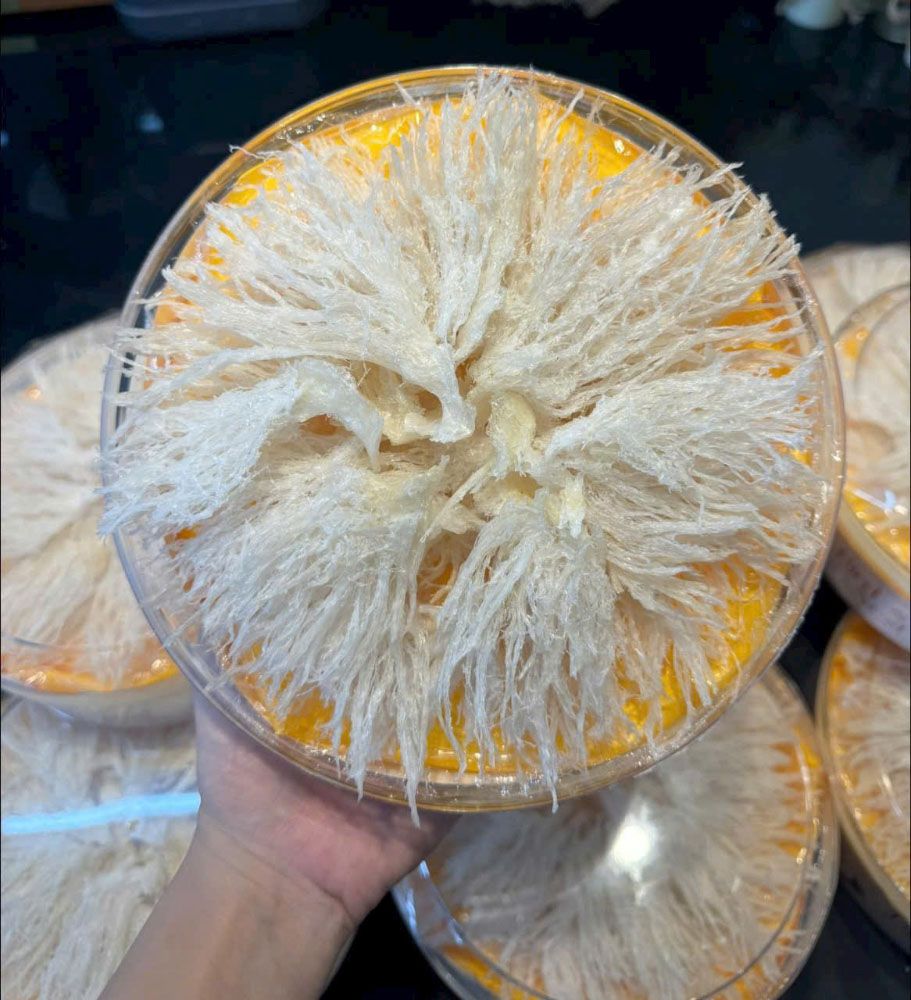 Chân Yến Loại Đặc Biệt (100gr) - Tổ Yến (Yến Sào) Làm Sạch Cao Cấp