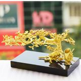 Cây Mai mạ vàng 2 in 1