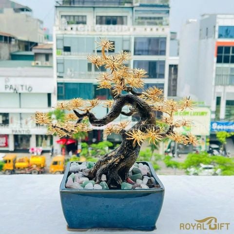 Chậu cây Tùng mạ vàng 24K