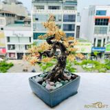 Chậu cây Tùng mạ vàng 24K