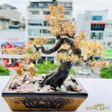 Chậu cây Tùng mạ vàng 24K