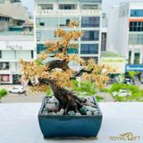 Chậu cây Tùng mạ vàng 24K
