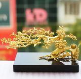 Cây Mai mạ vàng 2 in 1