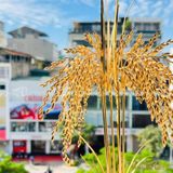 Hũ Lúa Tài Lộc Mạ Vàng