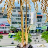 Hũ Lúa Tài Lộc Mạ Vàng