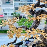 Cây Hoa Mai Ngũ Phúc Mạ Vàng