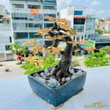 Cây Hoa Mai Ngũ Phúc Mạ Vàng