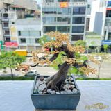 Cây Hoa Mai Ngũ Phúc Mạ Vàng