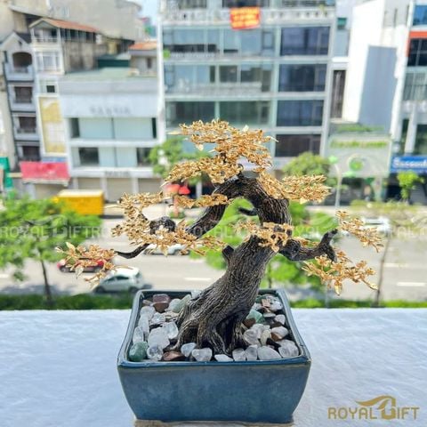 Cây Hoa Mai Ngũ Phúc Mạ Vàng