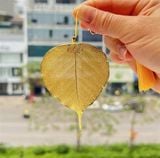 Lá Bồ Đề Mạ Vàng