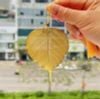 Lá Bồ Đề Mạ Vàng