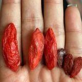 Kỷ tử Thanh Tạng - Vua kỷ tử