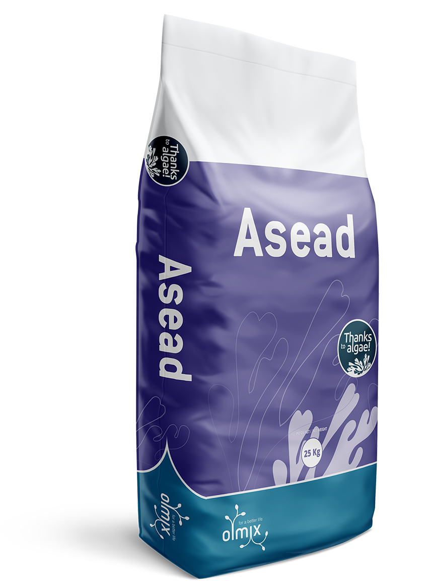  ASEAD 