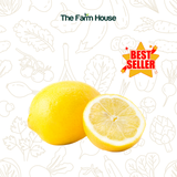  Chanh vàng nhập giống Ai Cập/Yellow lemon, Egypt 