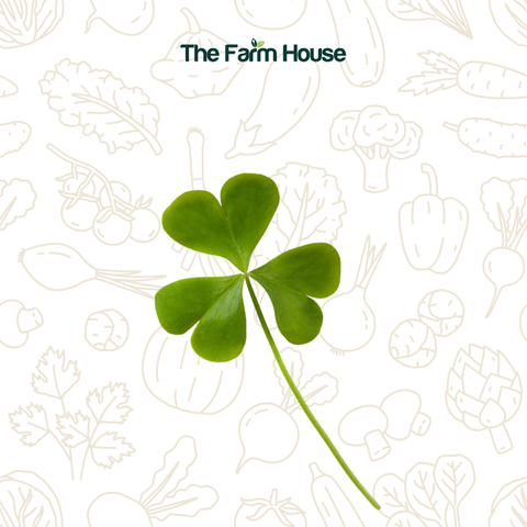  Cỏ ba lá 20g/Wood sorrel 20g 
