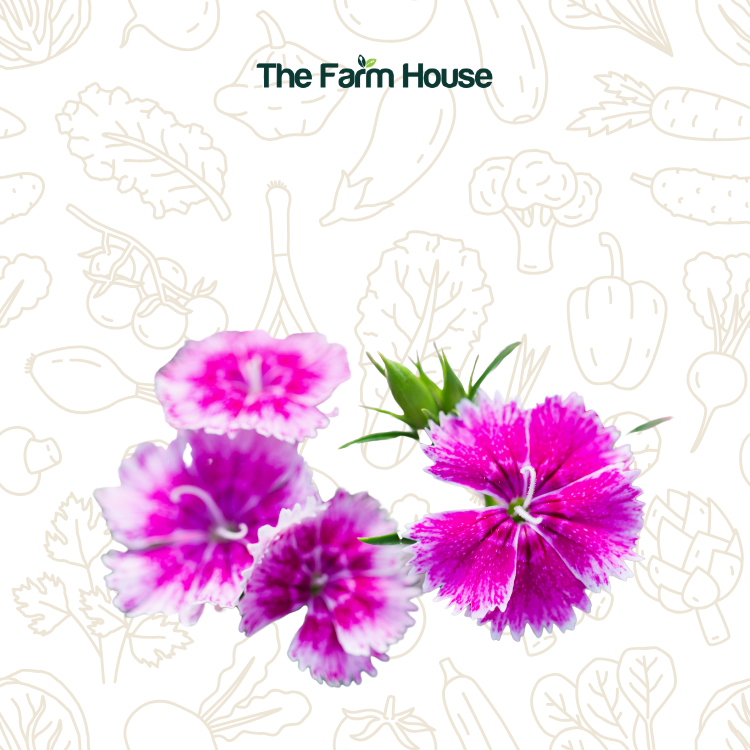  Hoa cẩm chướng 20g/Dianthus flowers 20g 