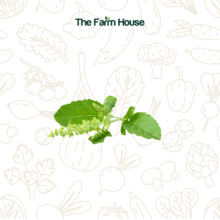  Hoa hương nhu trắng 20g/ Holy basil flowers 20g 