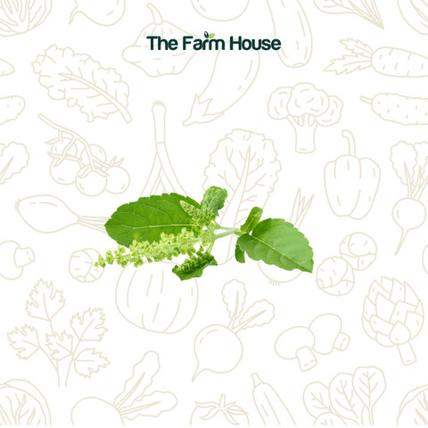  Hoa hương nhu trắng 20g/ Holy basil flowers 20g 