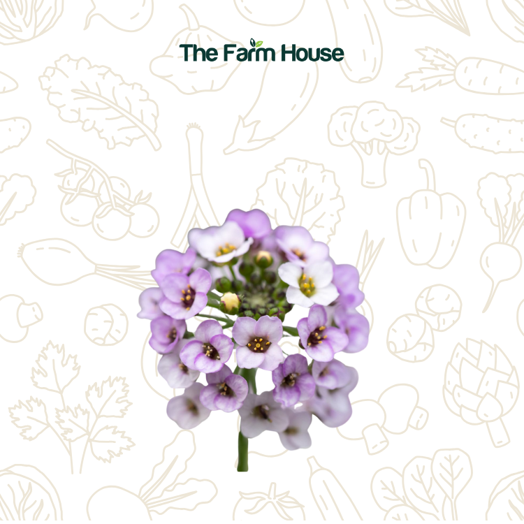  Hoa ngàn sao 20g/ Alyssum flowers 20g 