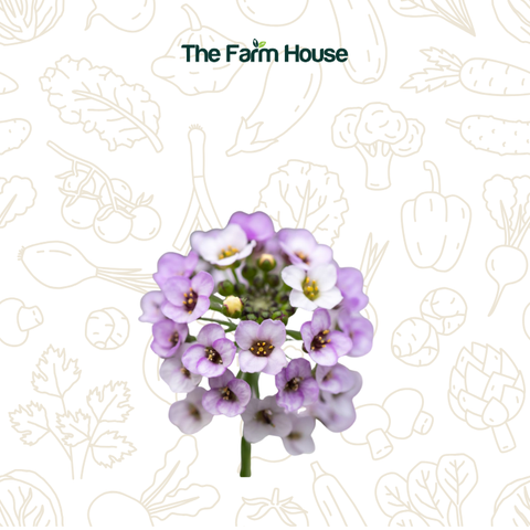  Hoa ngàn sao 20g/ Alyssum flowers 20g 