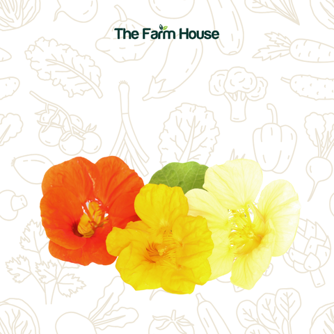  Hoa sen cạn 20g/Nasturtium flower 20g 