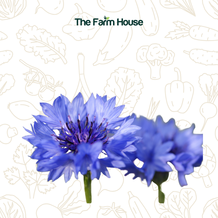  Hoa thanh cúc 20g/Cornflower flower 20g 
