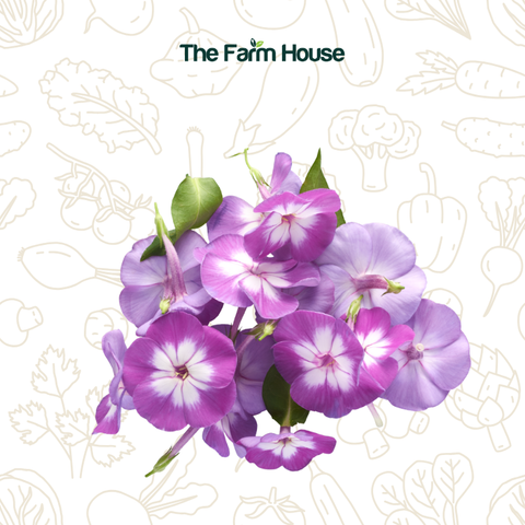  Hoa thanh trúc 20g/Phlox flower 20g 