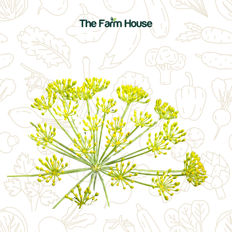  Hoa thì là tây 20g/Western Dill Flower 20g 