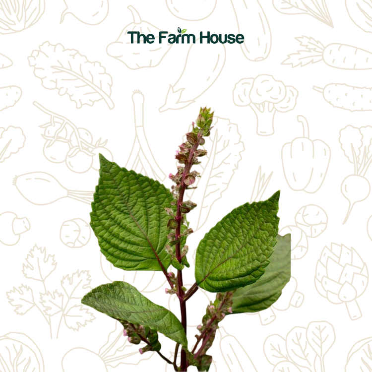  Hoa tía tô 20g/Vietnamese shiso flower 20g 