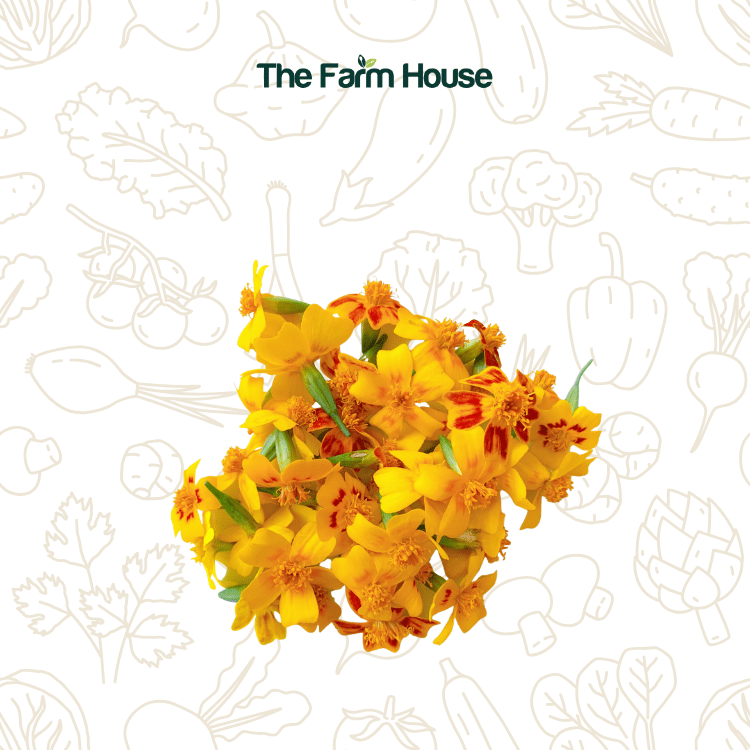  Hoa vạn thọ pháp 50g/ French marigold 50g 