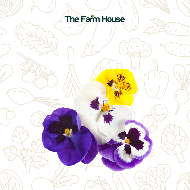  Hoa viola 20g/Viola flowers 20g 