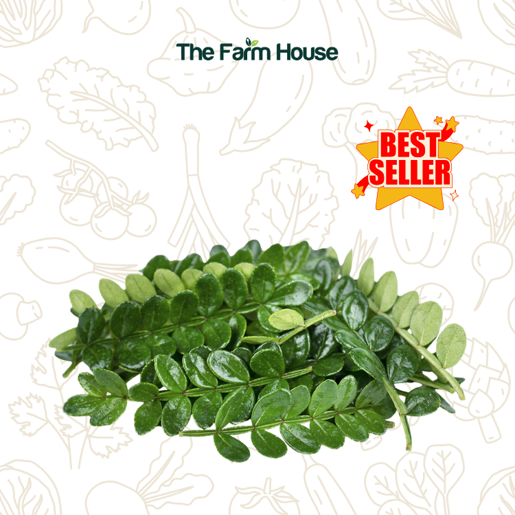  Lá thanh hương mộc 20g/Kinome leaf 20g 