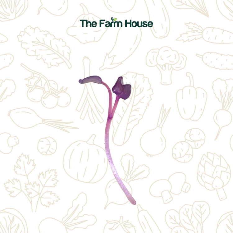  Mầm cải tím 200g/Purple radish sprouts 200g 
