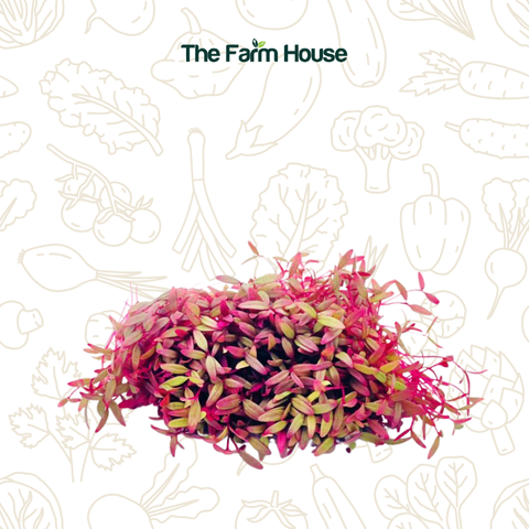  Mầm dền đỏ mini 20g/Micro red amaranth 20g 