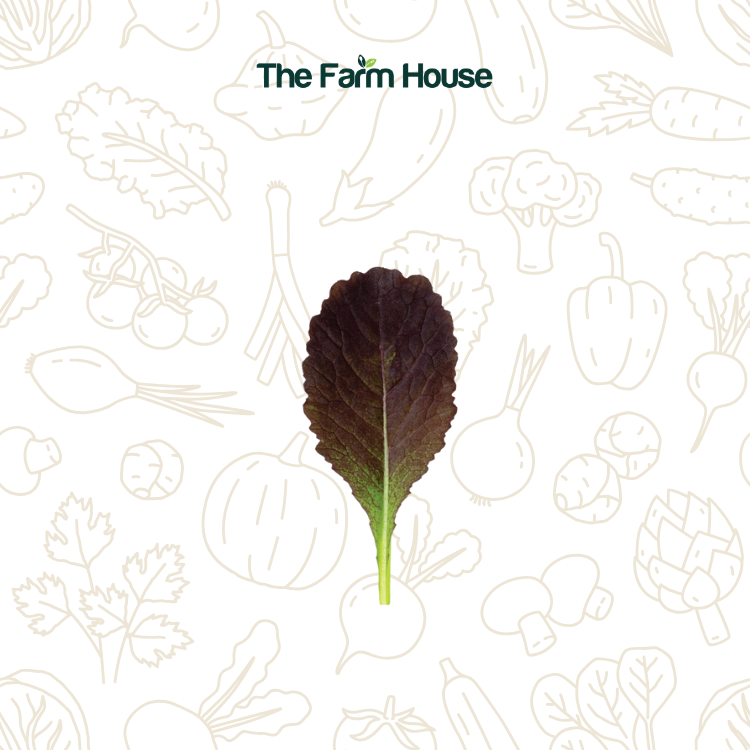  Mầm mù tạt tím 50g/Baby garnet giant mustard leaves 50g 