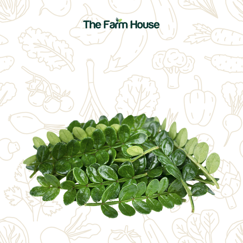  Lá thanh hương mộc 10g/Kinome leaf 10g 