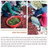  Cà Phê Phin Cầu Đất - Túi 250 g (Dòng pha máy) 
