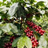  Cà Phê Robusta Lâm Đồng - Túi 250 g (Dòng pha máy) 