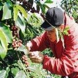  Cà Phê Phin Cầu Đất - Túi 250 g (Dòng pha máy) 